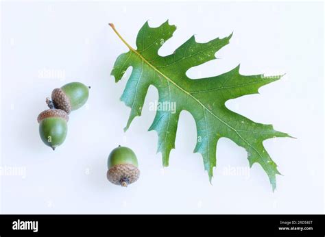 Northern red oak (Quercus rubra), leaf and acorns, oak Stock Photo - Alamy