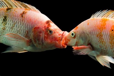 How Do Fish Mate: Mating Age, Seasons, And More | Aquariadise