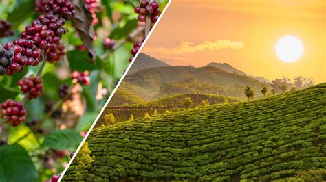 2020 Travel Goals:Visit These Tea & Coffee Plantation Regions In India