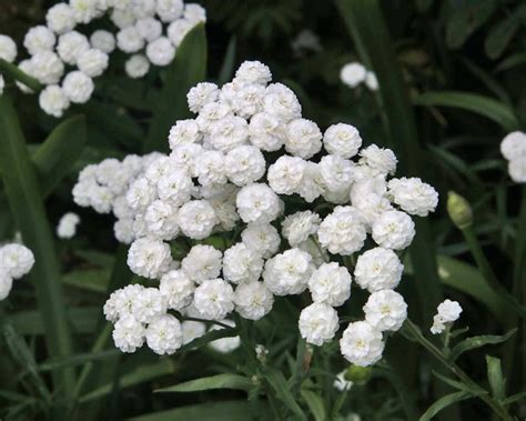 GardensOnline: Achillea ptarmica