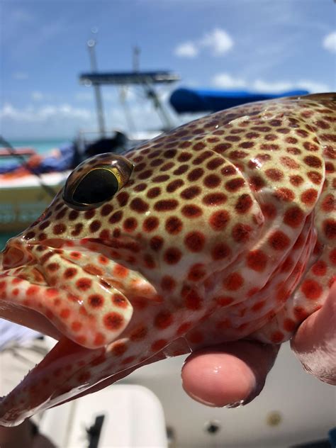 Strawberry Grouper caught off shore in Turks & Caicos. Tastes so good! : r/Fishing