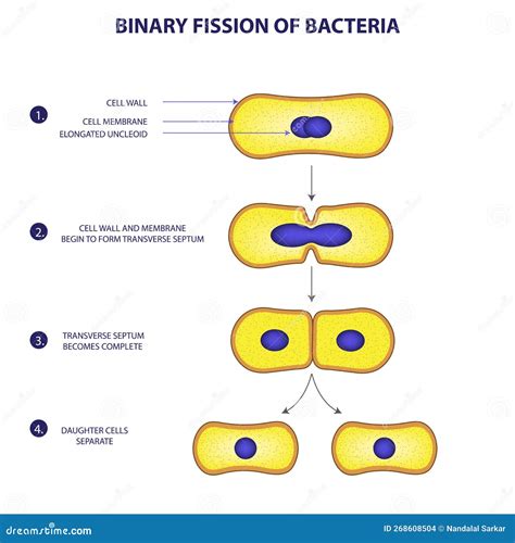 Binary Fission Process of Bacteria Vector Illustration Diagram Stock ...