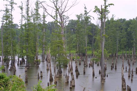 Mississippi Lowland Forests