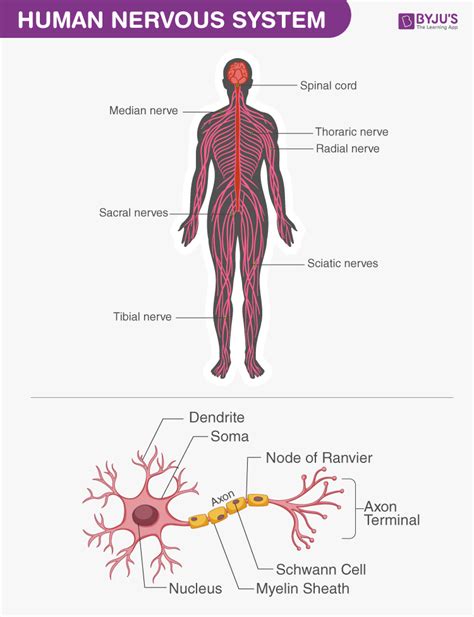 Human Body - Anatomy and Physiology of Human Body