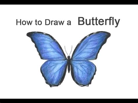 Blue Butterfly Drawing