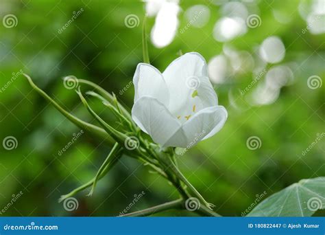 Mandaram Flower â€“ Dwarf White Bauhinia Stock Image - Image of ixora, temperate: 180822447