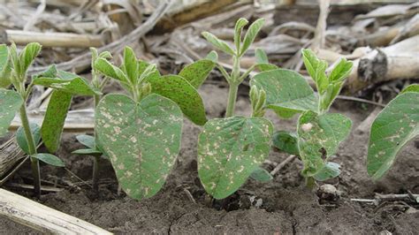 Plant Disease: Pathogens and Cycles | CropWatch