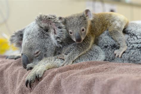 White Wolf : Baby koala hugs mum during her life-saving surgery (Photos)