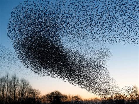 Starling Murmurations: A Complete Guide on this Phenomenon | Birdfact