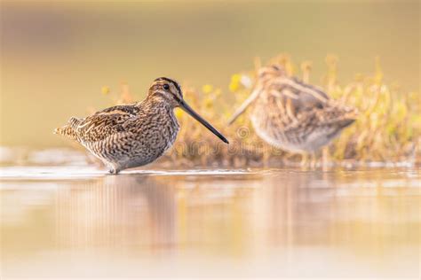 Common Snipe Wader Bird in Habitat Background Stock Photo - Image of natural, earth: 260428812