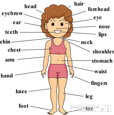 Body parts clipart - Clipground