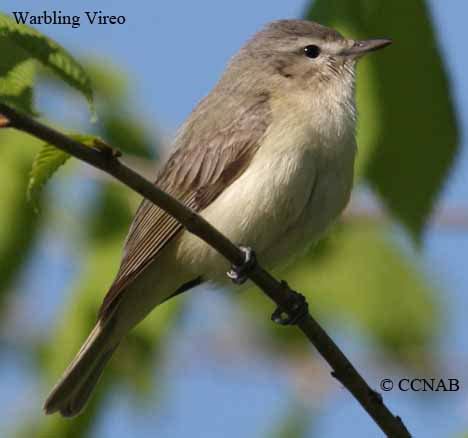 Warbling Vireo (Vireo gilvus) - WAVI