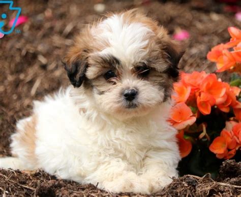 Shichon (Teddy Bear) Puppies For Sale | Puppy Adoption | Keystone Puppies