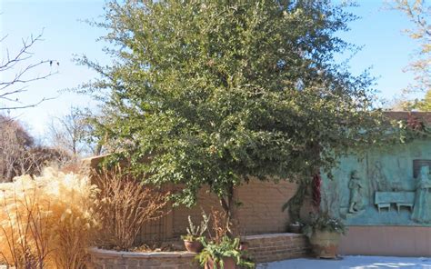 Quercus fusiformis 12 ESCARPMENT LIVE OAK ACORNS Seeds & Bulbs Tree ...