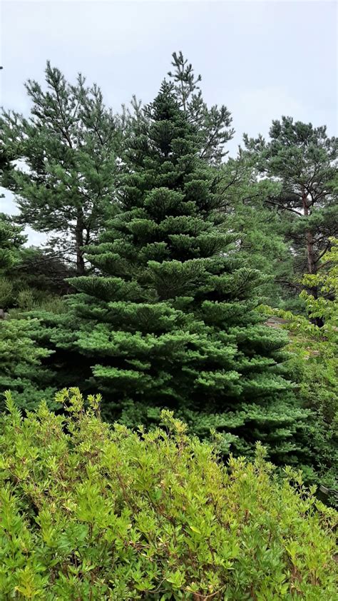 Abies koreana - Trees and Shrubs Online