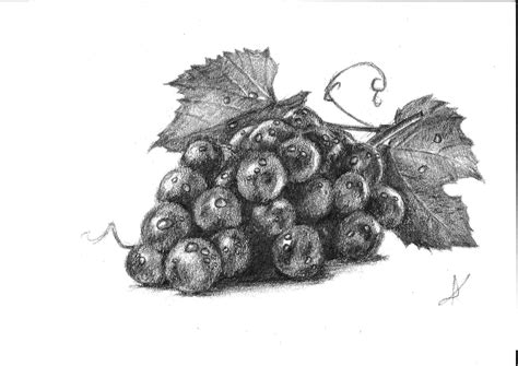 Pencil Drawing Grapes at PaintingValley.com | Explore collection of Pencil Drawing Grapes