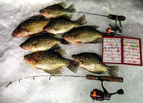 Good catches of crappie are possible on super light ice fishing jigs | Fish, Ice fishing ...