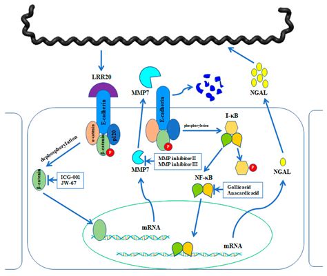 IJMS | Free Full-Text | Crosstalk between E-Cadherin/β-Catenin and NF ...