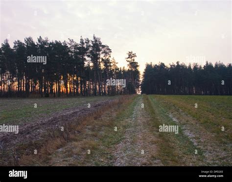 landscape with rural sandy road Stock Photo - Alamy