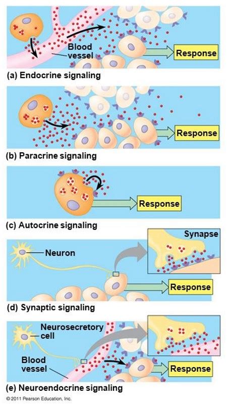 neuroscience - What is the difference between neurotransmitters acting as neurotransmitters and ...