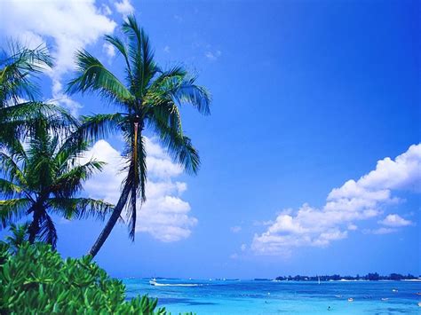 🔥 [50+] Free Tropical Beach Live Wallpapers | WallpaperSafari