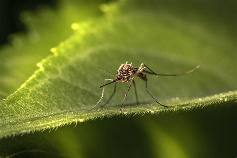 What to Know About Mosquito Larvae? - Trapalls.com