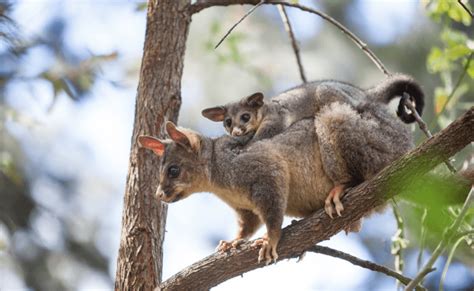 Baby possum reunited with mum - Wildlife Rescue Queensland