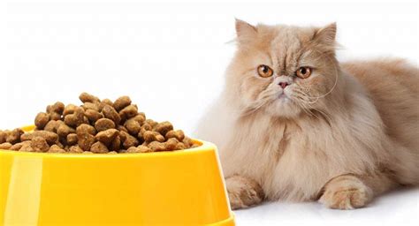 Food Bowls for Persian Cats – Our Top 5 - Top Cat Breeds