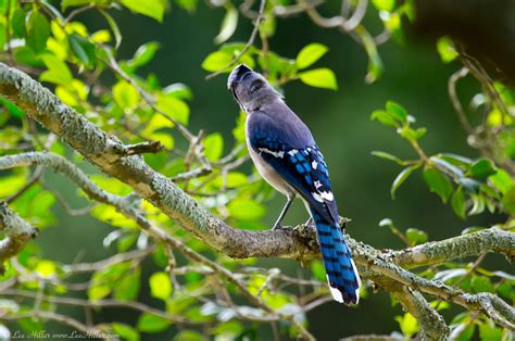 Beautiful Blue Jay, Foraging Squirrels and a big Fly? | Hike Our Planet ...