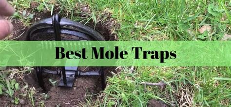 Best-Mole-Traps | Insect Hobbyist