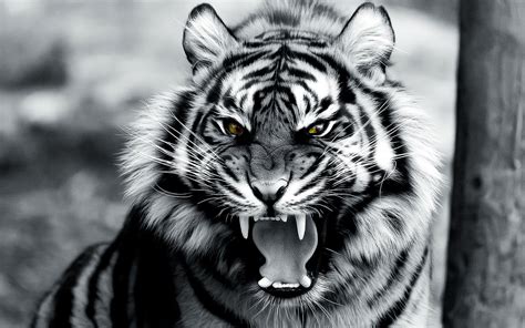 Grayscale photo of tiger, animals, tiger, digital art HD wallpaper | Wallpaper Flare