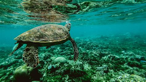 Brazil Surpasses 2020 Biodiversity Targets with New Marine Protected Areas | Environmental ...