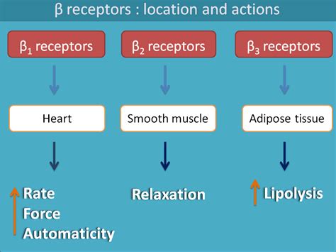 Beta blockers: A central role in cardiac disorders in 2023 | Beta ...