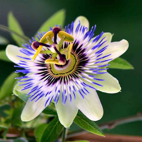 Passion Flower Seeds - Passiflora Caerulea Flower Seed