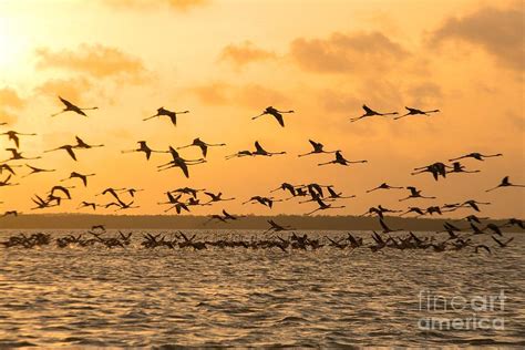 Flying flamingoes at sunset Photograph by Patricia Hofmeester | Fine ...