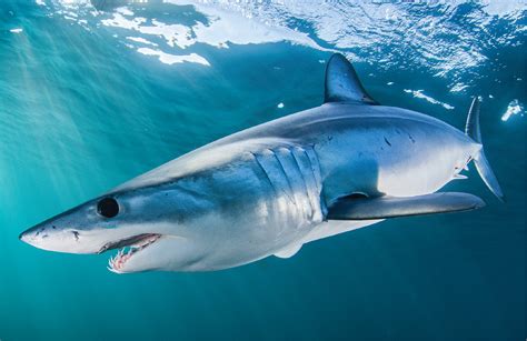 Shortfin mako sharks speeding to the brink | Science