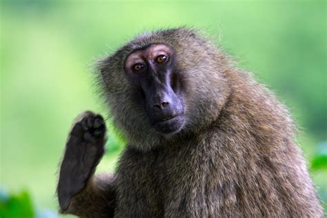 A Baboon in Mole National Park | Baboon, National parks, Ghana