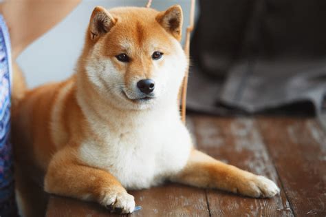 The Shiba Inu Care Guide: Personality, History, Food, and More - The Farmer's Dog