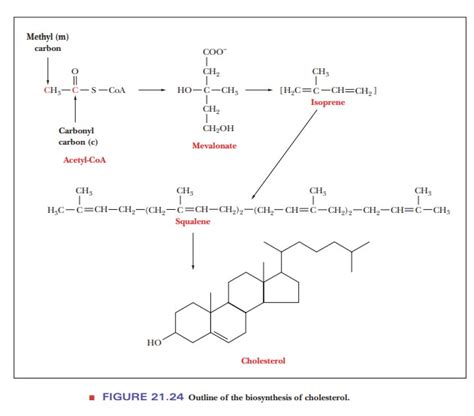 Cholesterol Biosynthesis