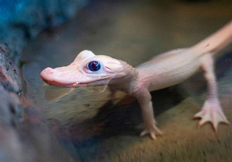 All-white baby gator — ‘rarest alligator in the world’ — on display in ...