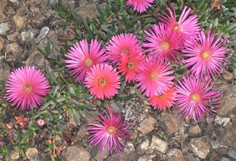 Cephalophyllum stayneri - The Ruth Bancroft Garden & Nursery