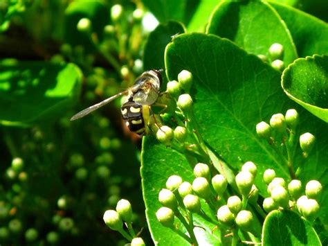 BugBlog: Hoverflies laying