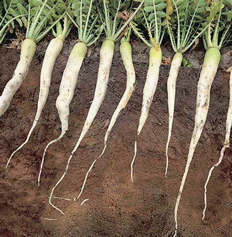 How do Radishes Work as a Cover Crop? - Vegetables West Magazine