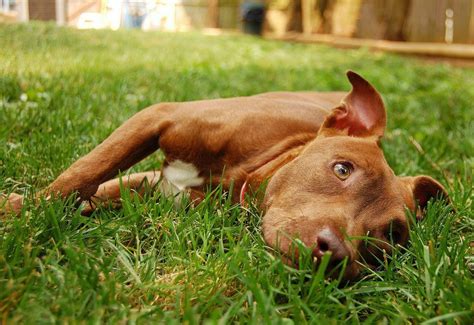 18 Pit Bull Facts Everyone Should Know