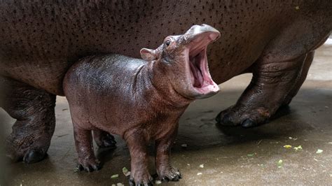 Baby hippo Fritz and his famous sister, Fiona, go for their first swim