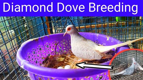 Diamond dove breeding and care tips Diamond dove information Dove cage setup Haldwani ...