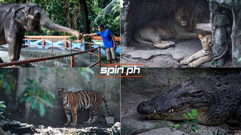 Check out rare animals in this virtual tour of the Manila Zoo