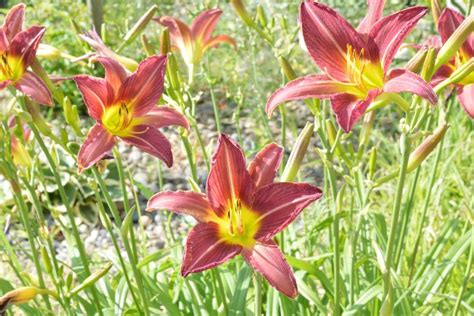 How to Plant, Grow, and Care for Stargazer Lilies: A Gardener's Comprehensive Guide - The Grassy ...