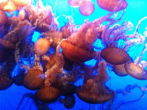 jellyfish swarm | Jellyfish