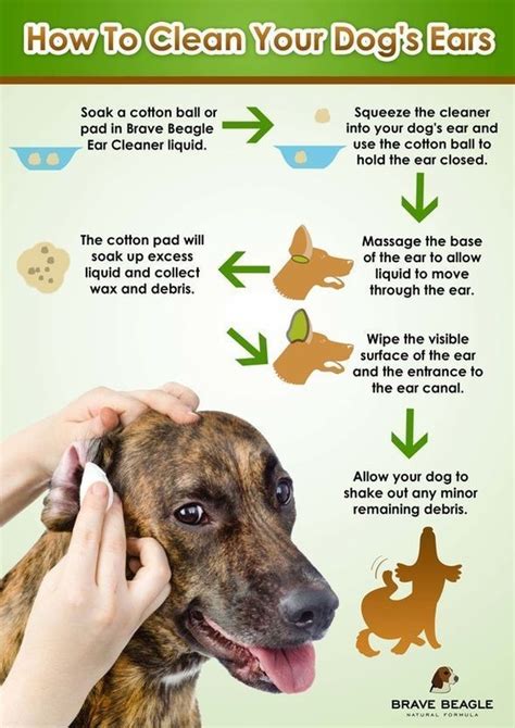 Regular ear cleaning is an important aspect of dog health. Check out this great infographic from ...